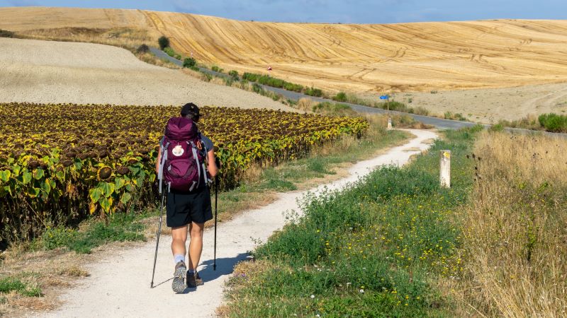 En pilgrimsvandrare går genom ett landskap med gula, slagna sädesfält och ett överblommat fält med solrosor.